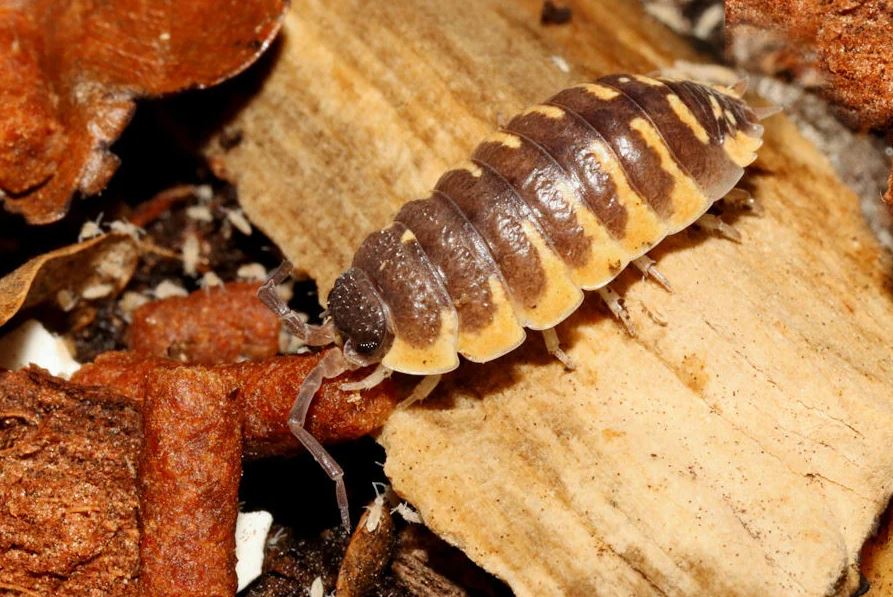 Porcellio ornatus "Yellow"