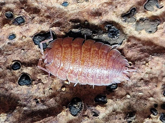Porcellio ovalis