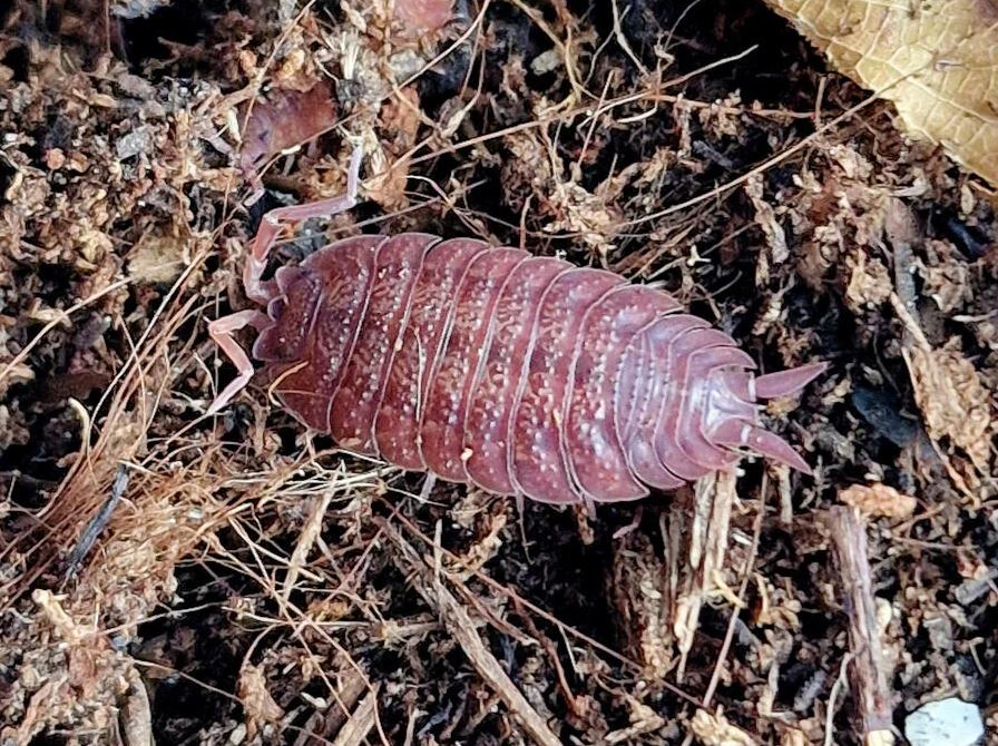 Porcellio ovalis