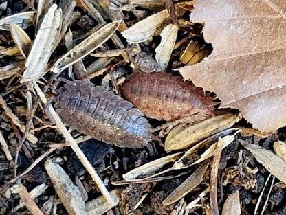 Porcellio ovalis