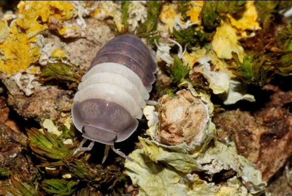 Cubaris sp. "Panda King"