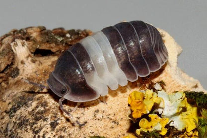 Cubaris sp. "Panda King"