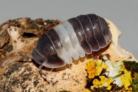 Cubaris sp. "Panda King"