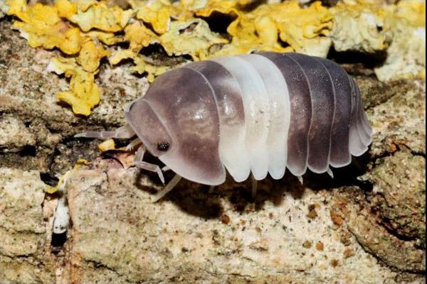 Cubaris sp. "Panda King"