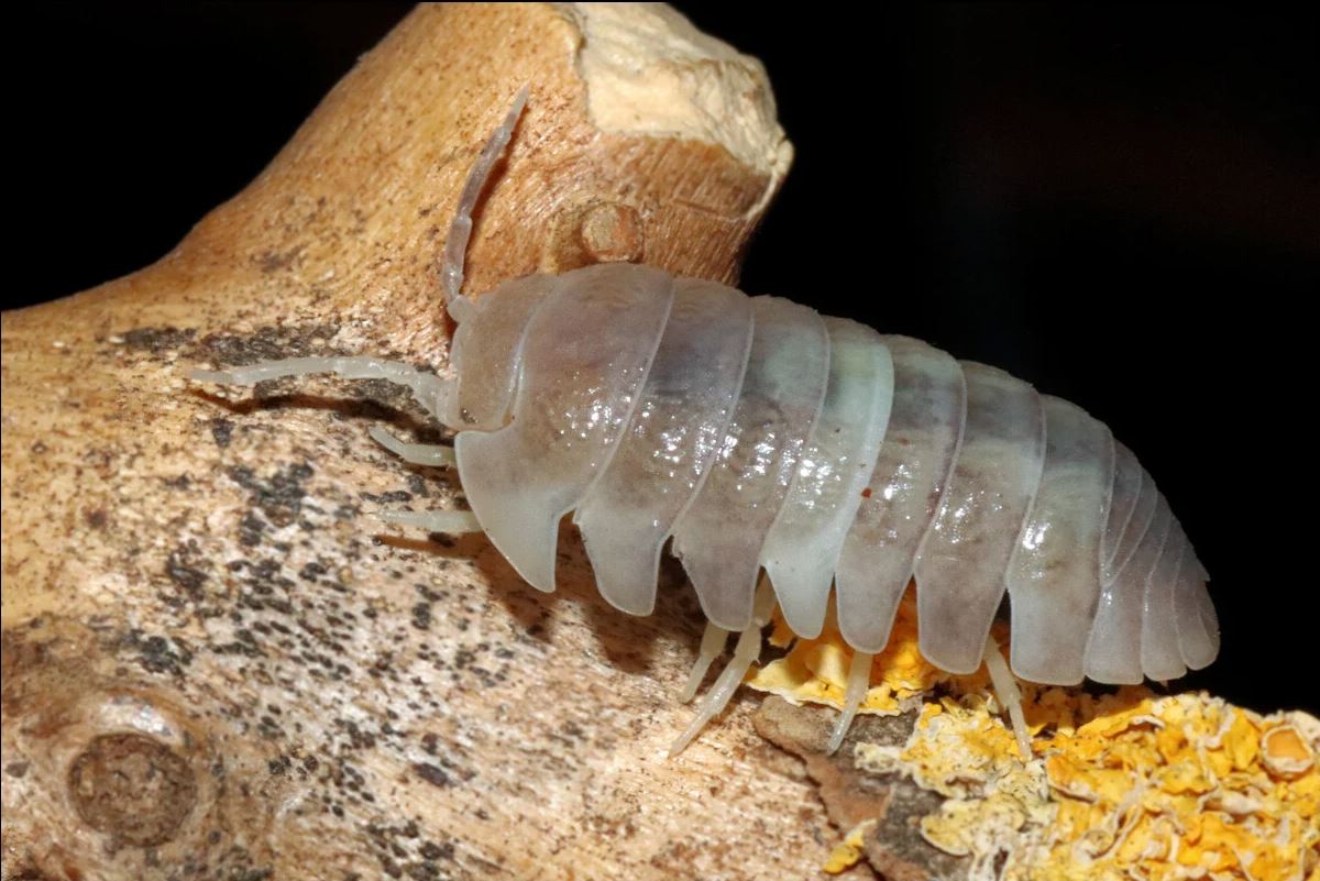 Armadillidium granulatum "White Pearl Koi"