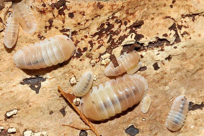 Cubaris sp. "Panda King Pink"