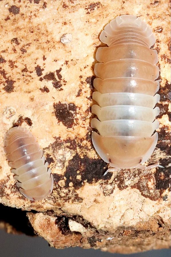 Cubaris sp. "Panda King Pink"