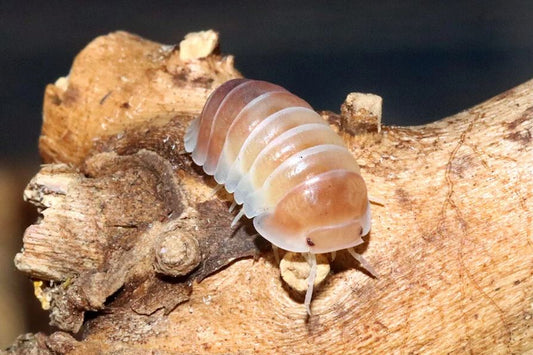 Cubaris sp. "Panda King Pink"