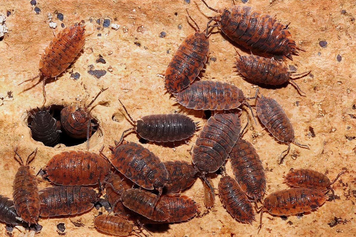 Porcellio scaber "Red Calico"
