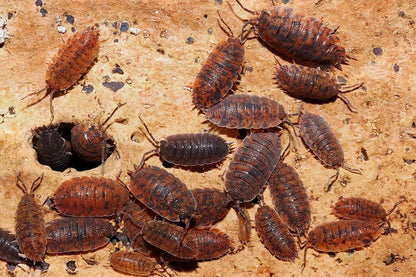 Porcellio scaber "Red Calico"