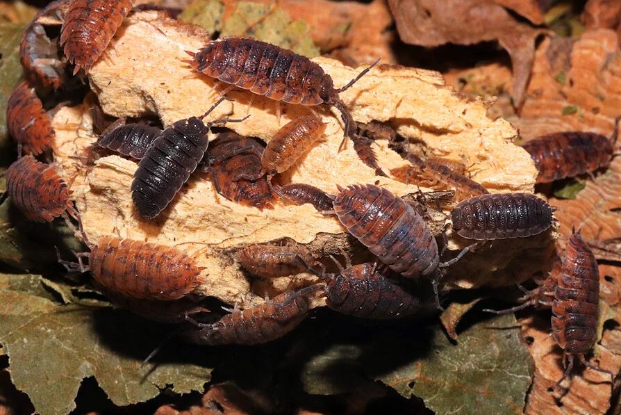 Porcellio scaber "Red Calico"