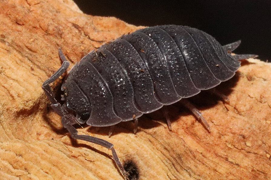 Porcellio scaber "Red Calico"
