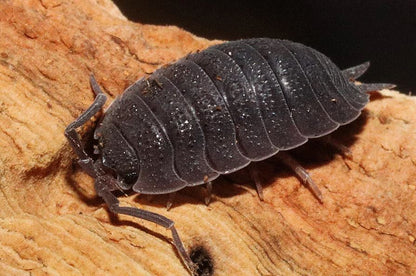 Porcellio scaber "Red Calico"