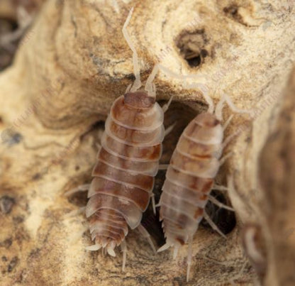 Porcellio Pruinosus “Red Koi”