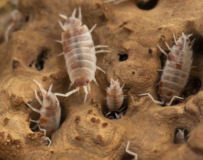 Porcellio Pruinosus “Red Koi”