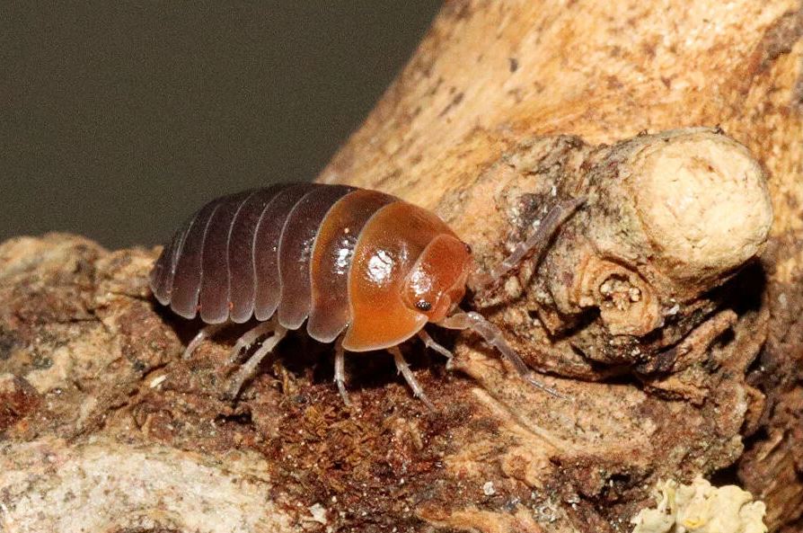 Armadillidium flavoscutatum "Red Head"