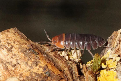 Armadillidium flavoscutatum "Red Head"