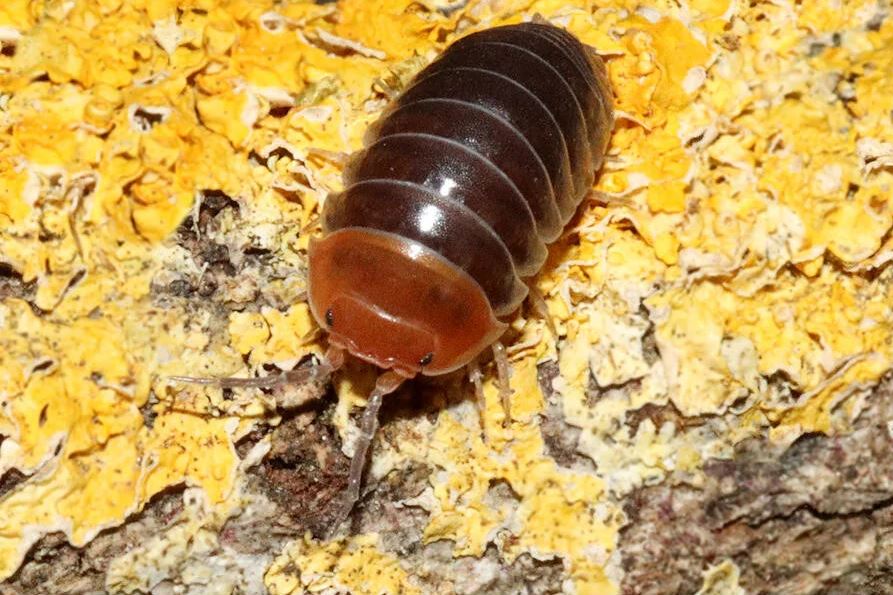 Armadillidium flavoscutatum "Red Head"