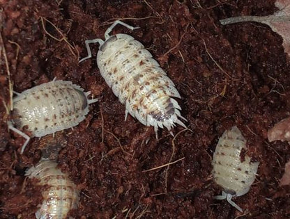 Porcellio nicklesi "Rubivan"