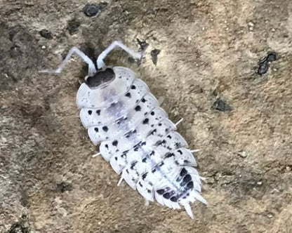 Porcellio nicklesi "Rubivan"