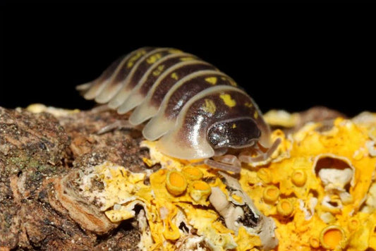 Armadillidium ruffoi