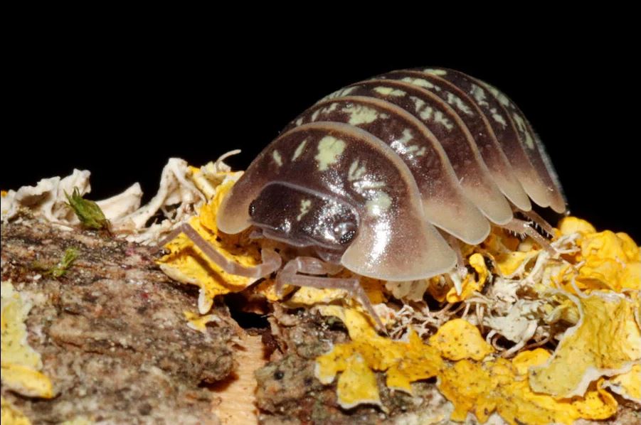 Armadillidium ruffoi