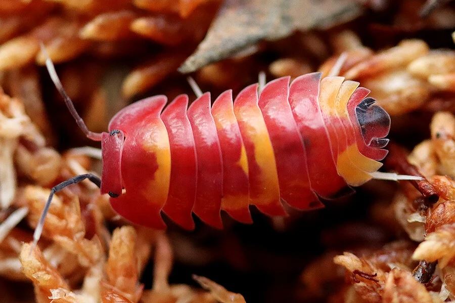 Ardentiella sp. "Scarlet"