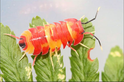 Ardentiella sp. "Scarlet"