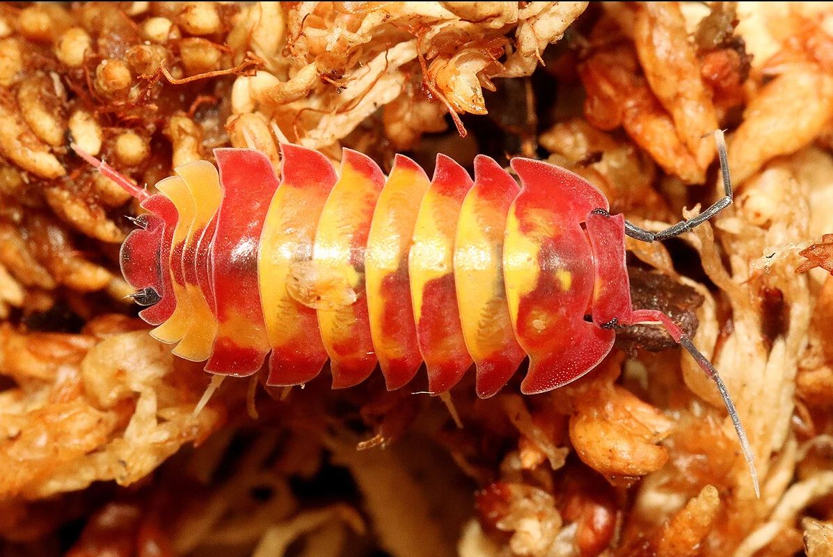 Ardentiella sp. "Scarlet"