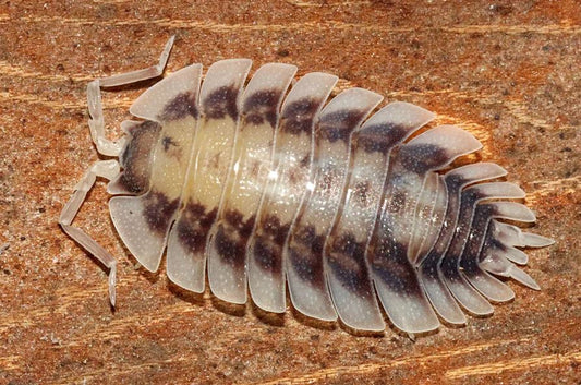 Porcellio werneri "Silverback"