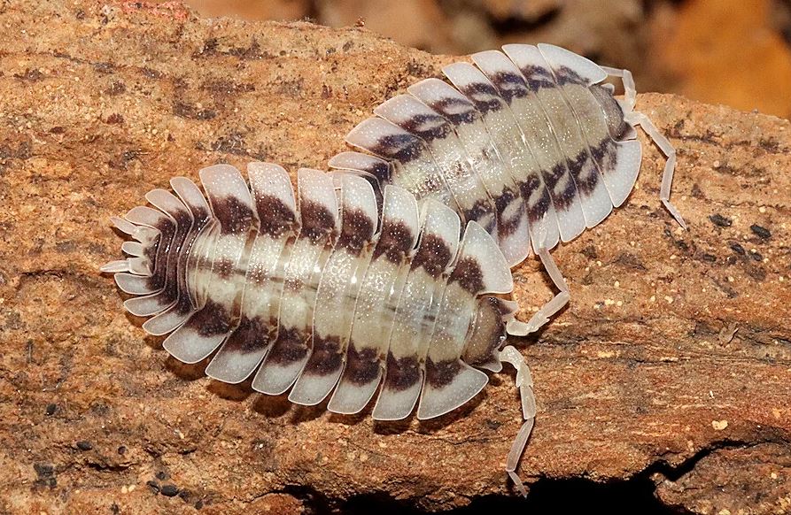 Porcellio werneri "Silverback"