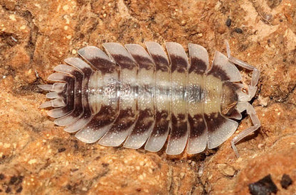 Porcellio werneri "Silverback"