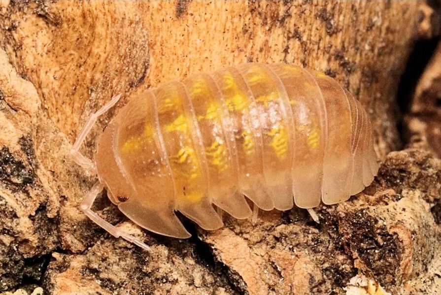 Armadillidium granulatum "Soft Orange"