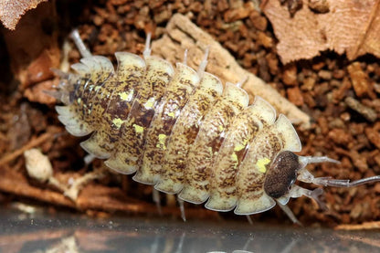Porcellio spinipennis "Canton de Grasse"