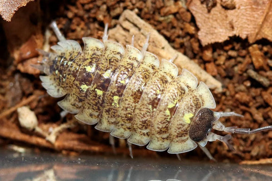 Porcellio spinipennis "Canton de Grasse"