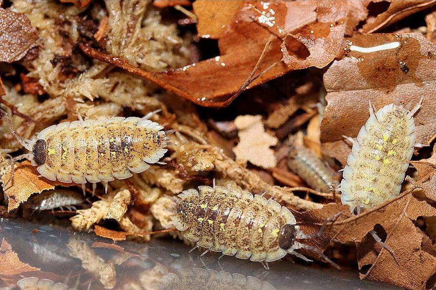 Porcellio spinipennis "Canton de Grasse"