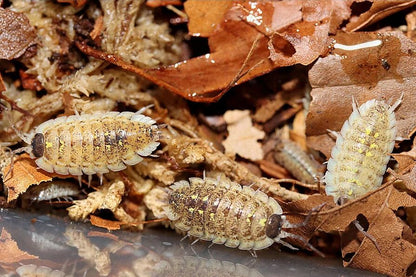 Porcellio spinipennis "Canton de Grasse"