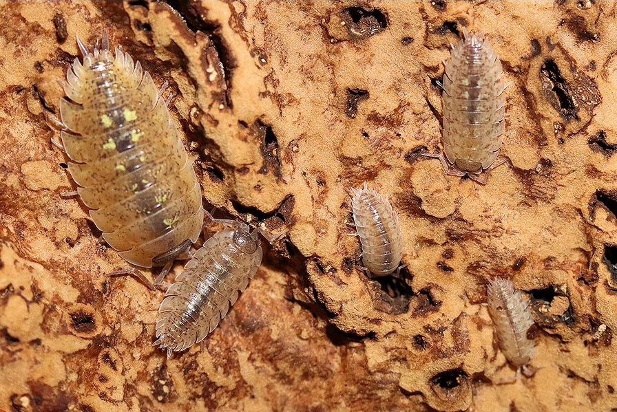 Porcellio spinipennis "Canton de Grasse"