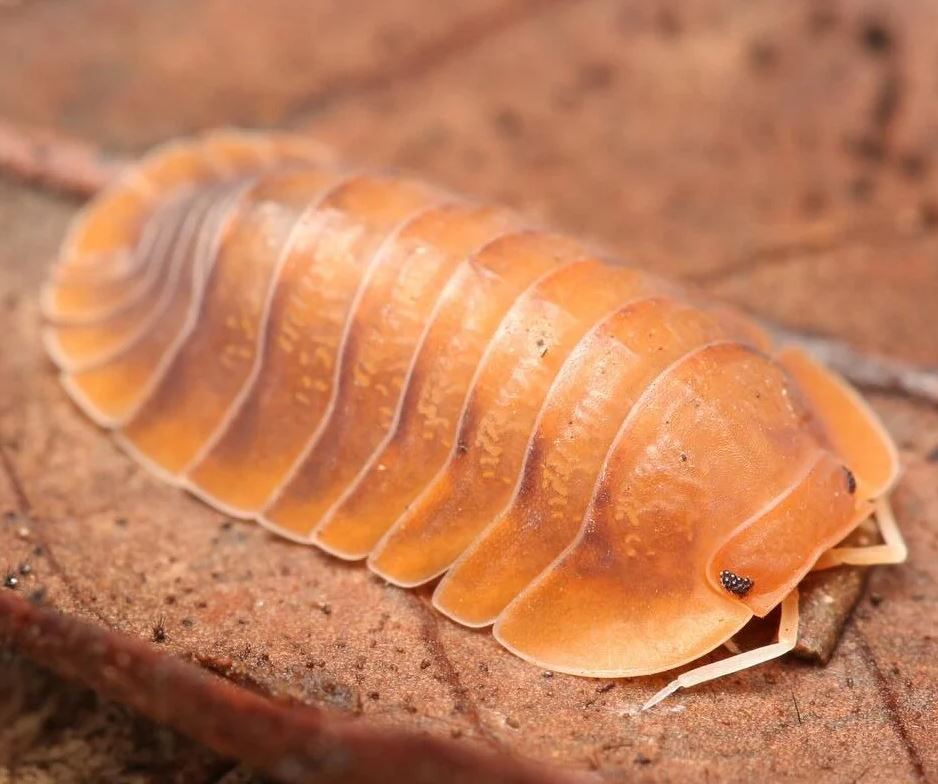 Troglodillo sp. "sunset"