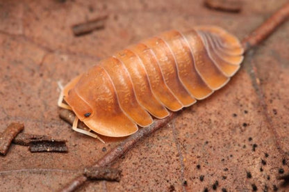 Troglodillo sp. "sunset"