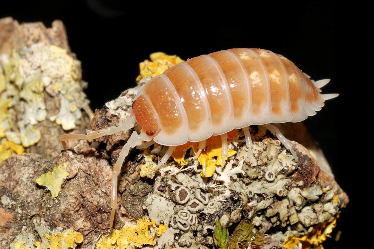 Porcellio ornatus "Tangerine Dream"