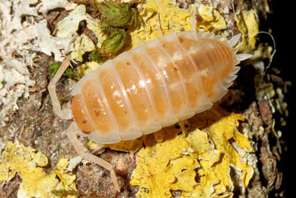 Porcellio ornatus "Tangerine Dream"