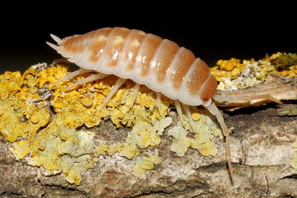 Porcellio ornatus "Tangerine Dream"
