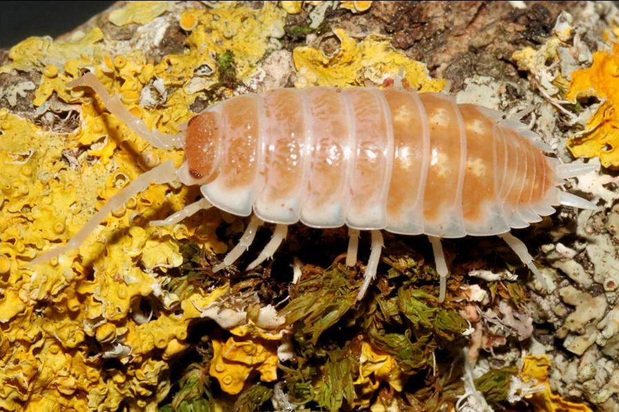 Porcellio ornatus "Tangerine Dream"