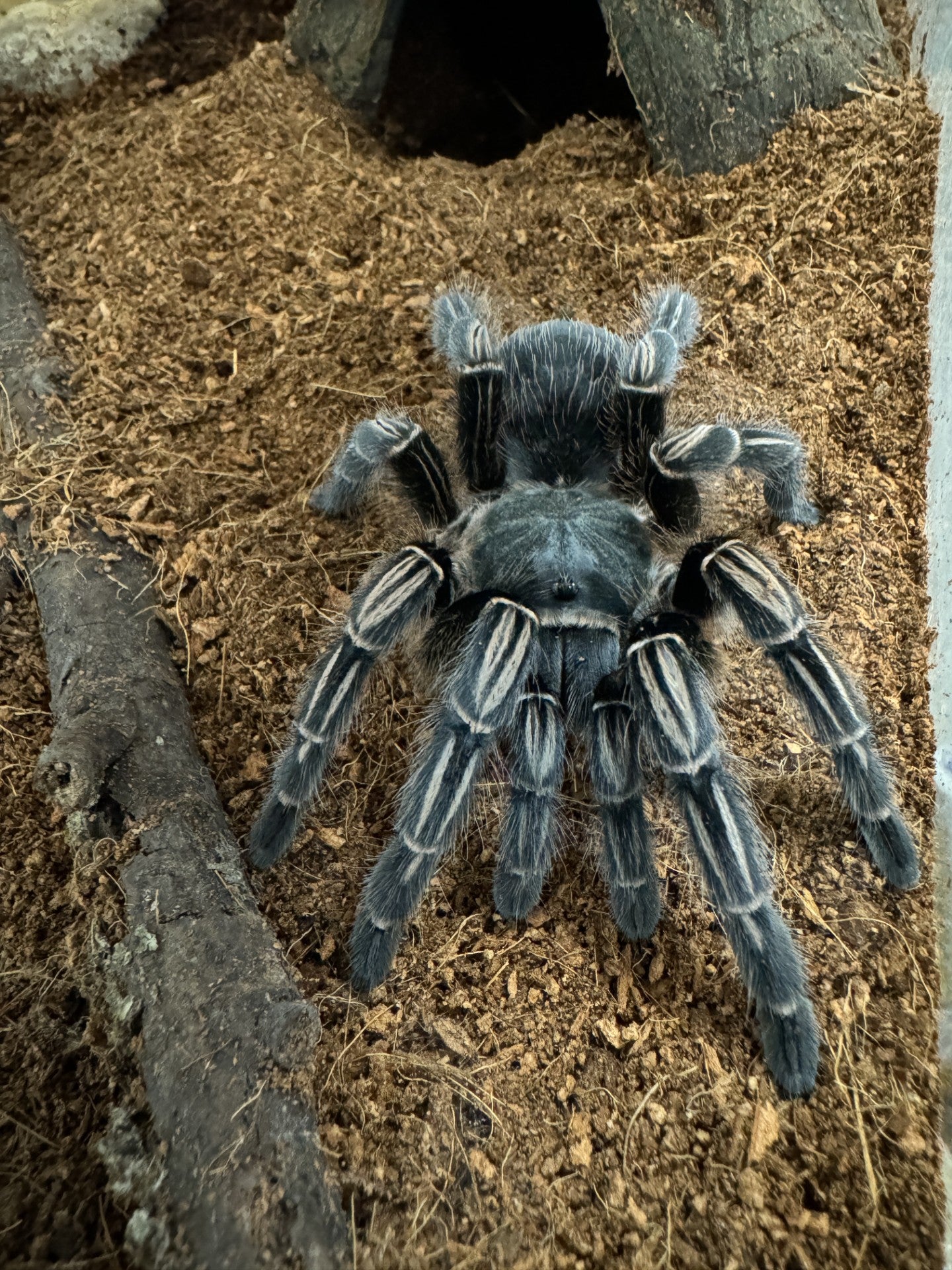 Costa Rican Stripe Knee Tarantula