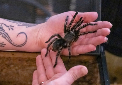 Costa Rican Stripe Knee Tarantula