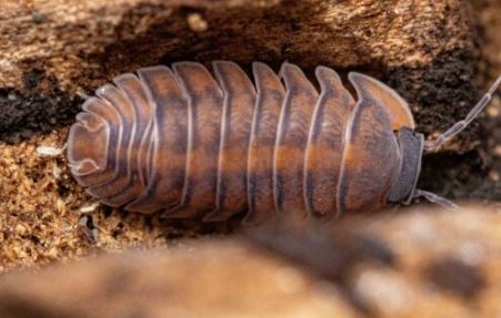 Cubaris sp. "Orange Tiger Surat Thani"