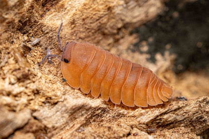 Cubaris sp. "Orange Tiger Surat Thani"