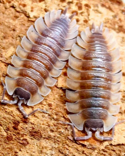 Trachelipus trilobatus