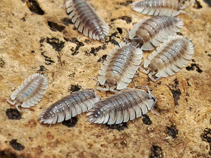 Trachelipus trilobatus